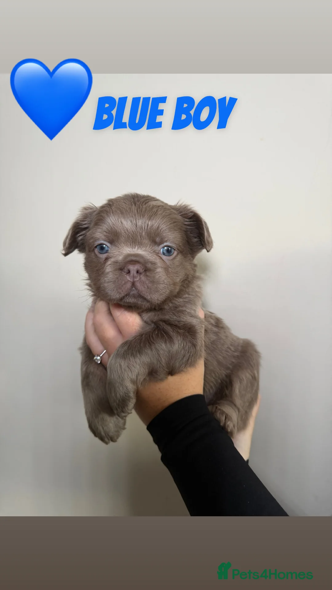 French Bulldog dogs for sale: French bulldog  - Advert 17