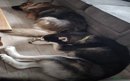 Shepsky dogs for sale: shepsky puppies  - Advert 15