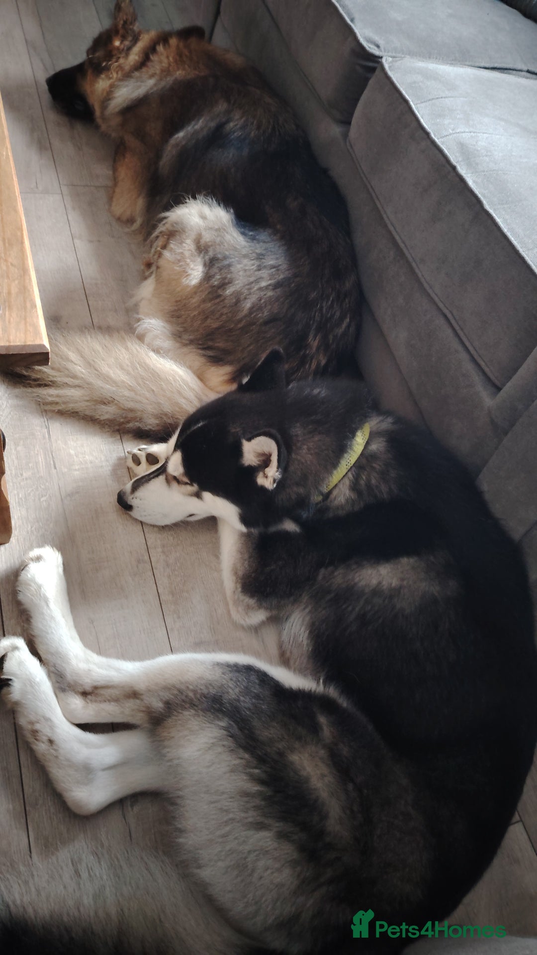 Shepsky dogs for sale: shepsky puppies  - Advert 15