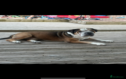 American Bulldog dogs for sale: american bulldog - Image 6