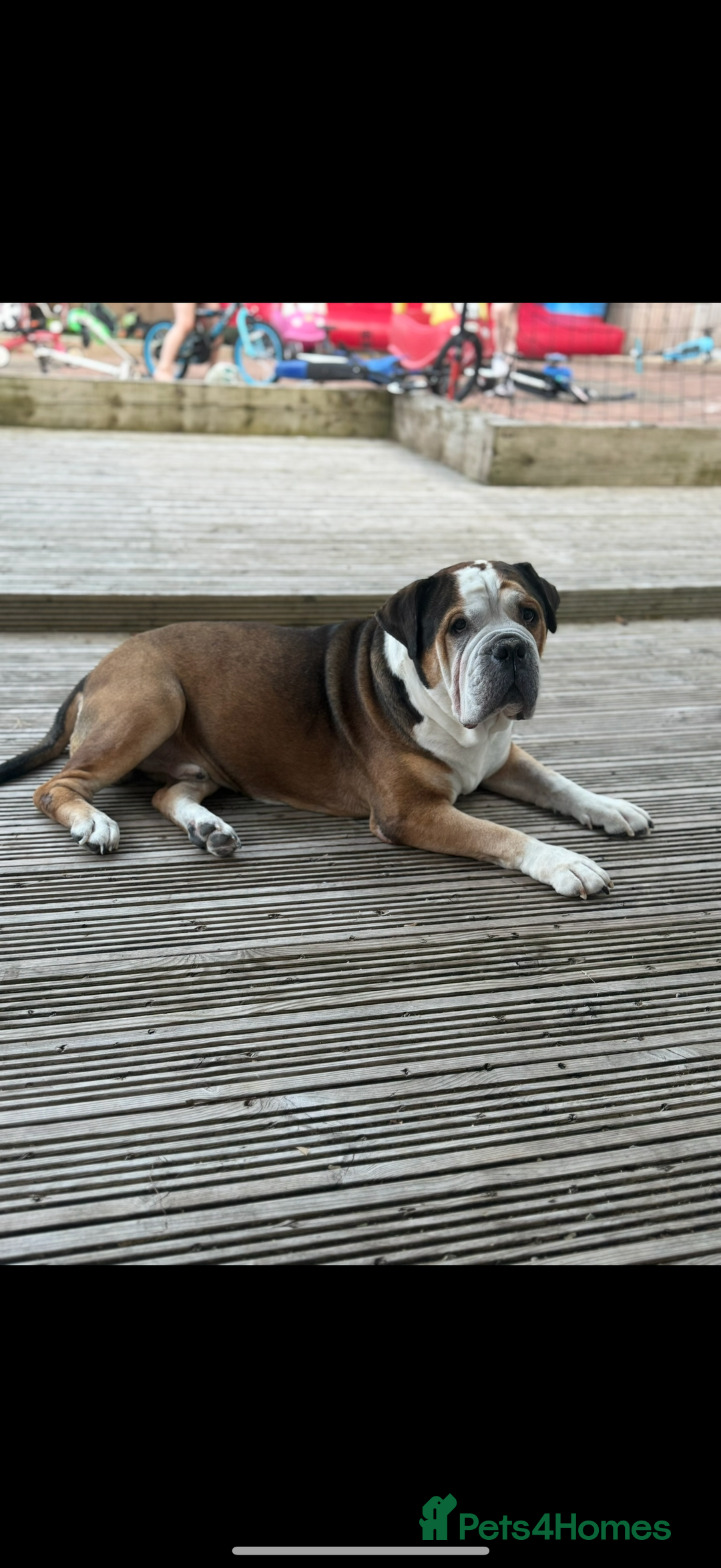 American Bulldog dogs for sale: american bulldog - Image 6