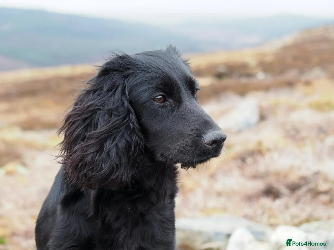 Cocker Spaniel dogs for sale: Black Working Cocker Spaniel Pups - Advert 1