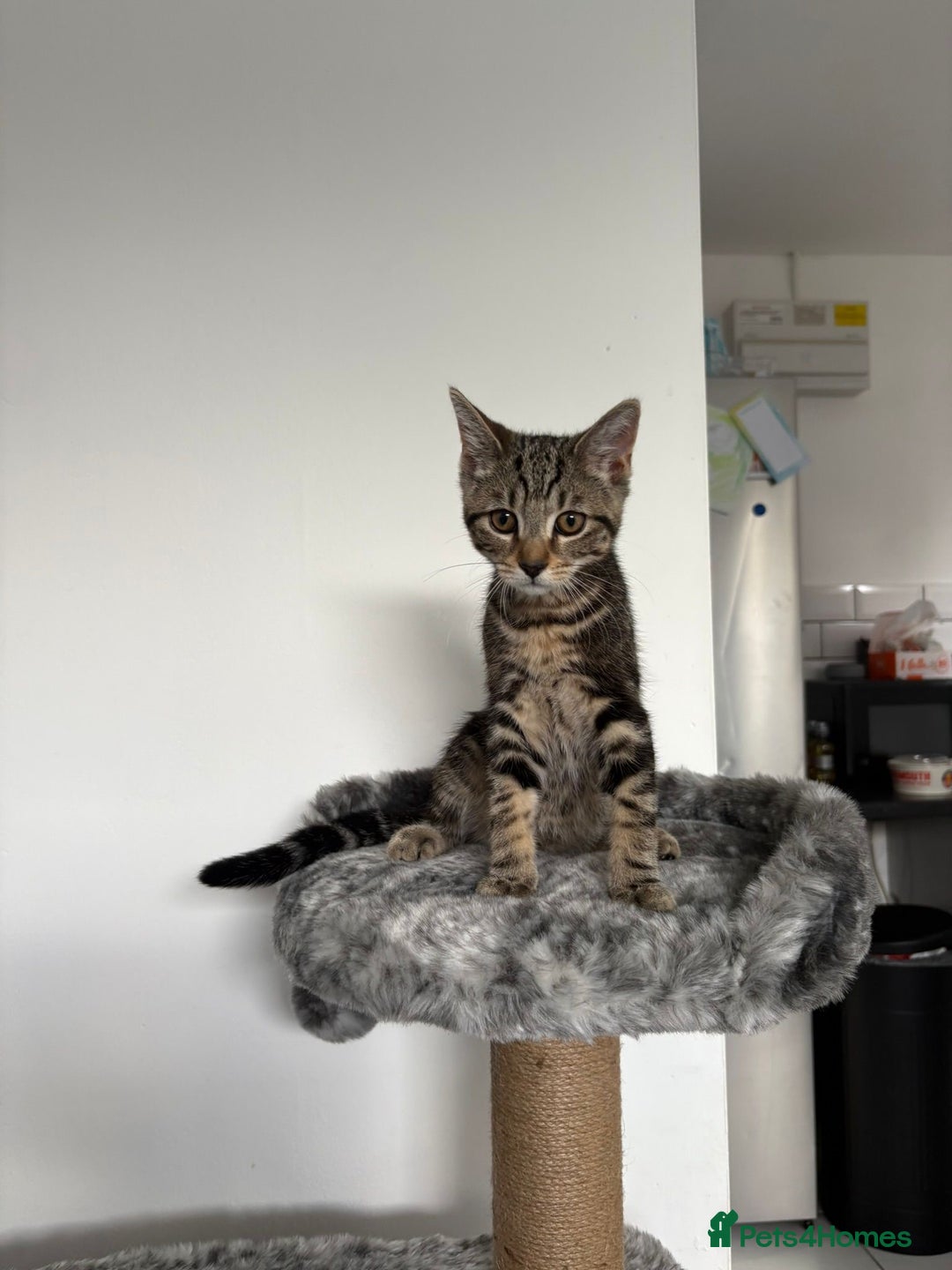 Mixed Breed cats for sale: Tabby male 6 month old kitten - Advert 2