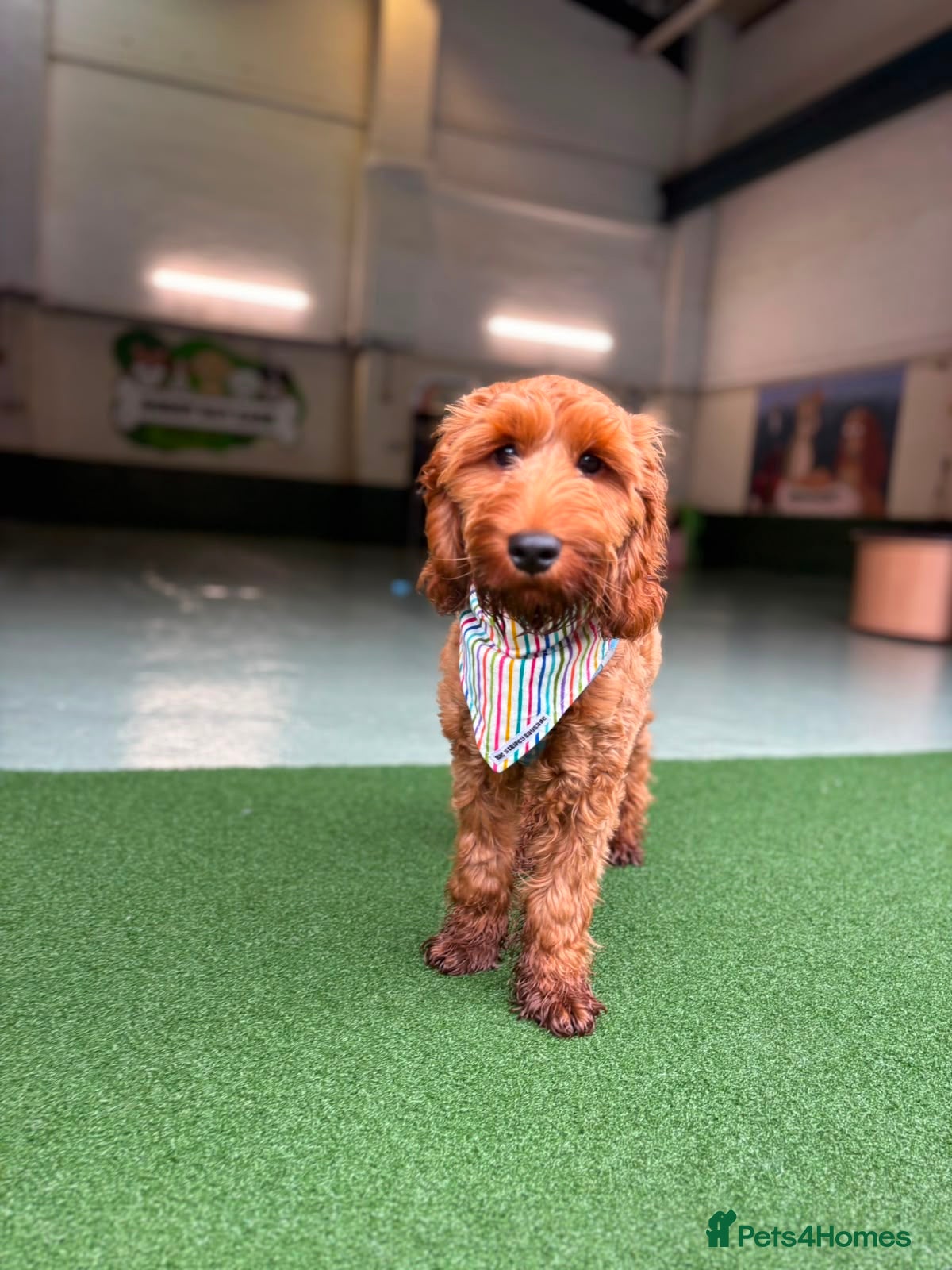 Cavapoo dogs Max - 5 Month Old Cavapoo - Advert 1