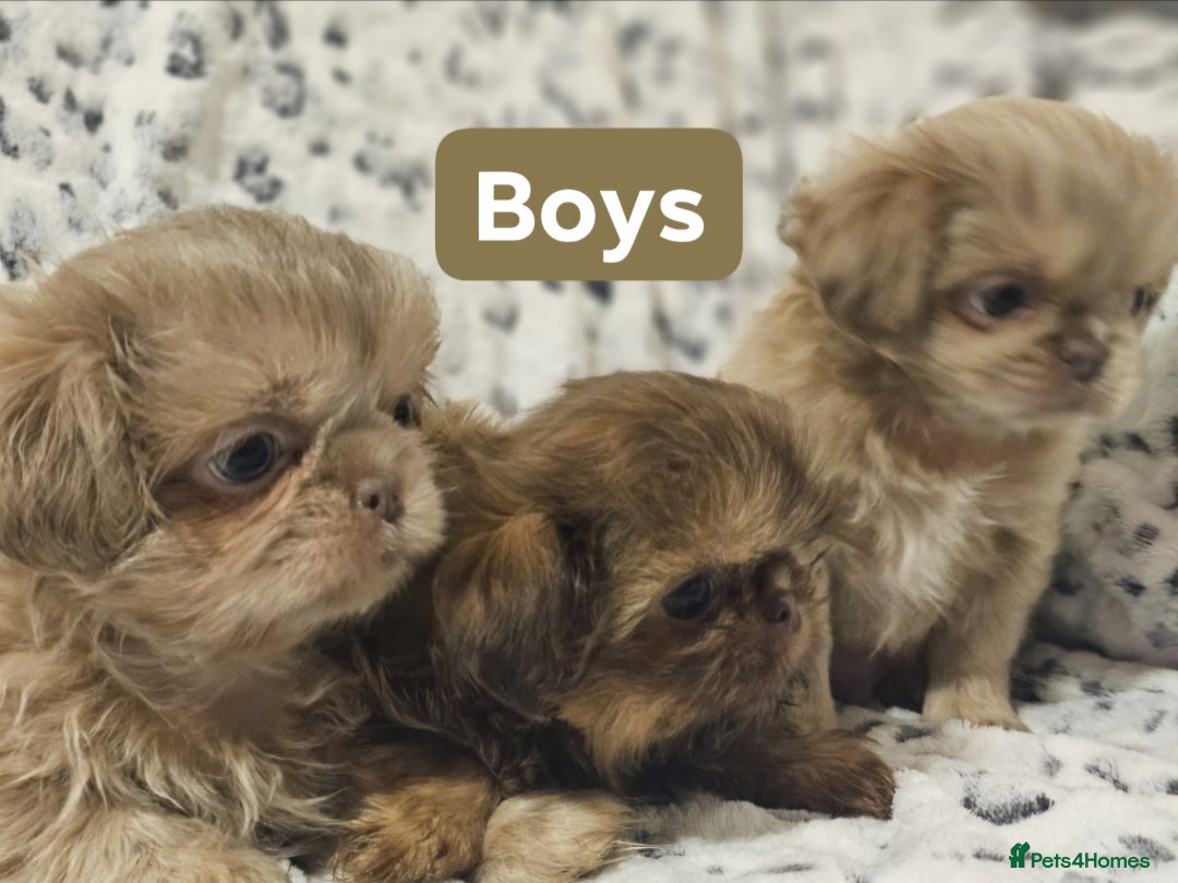 Shih Tzu dogs for sale: Beautiful shih tzu puppies  - Advert 4