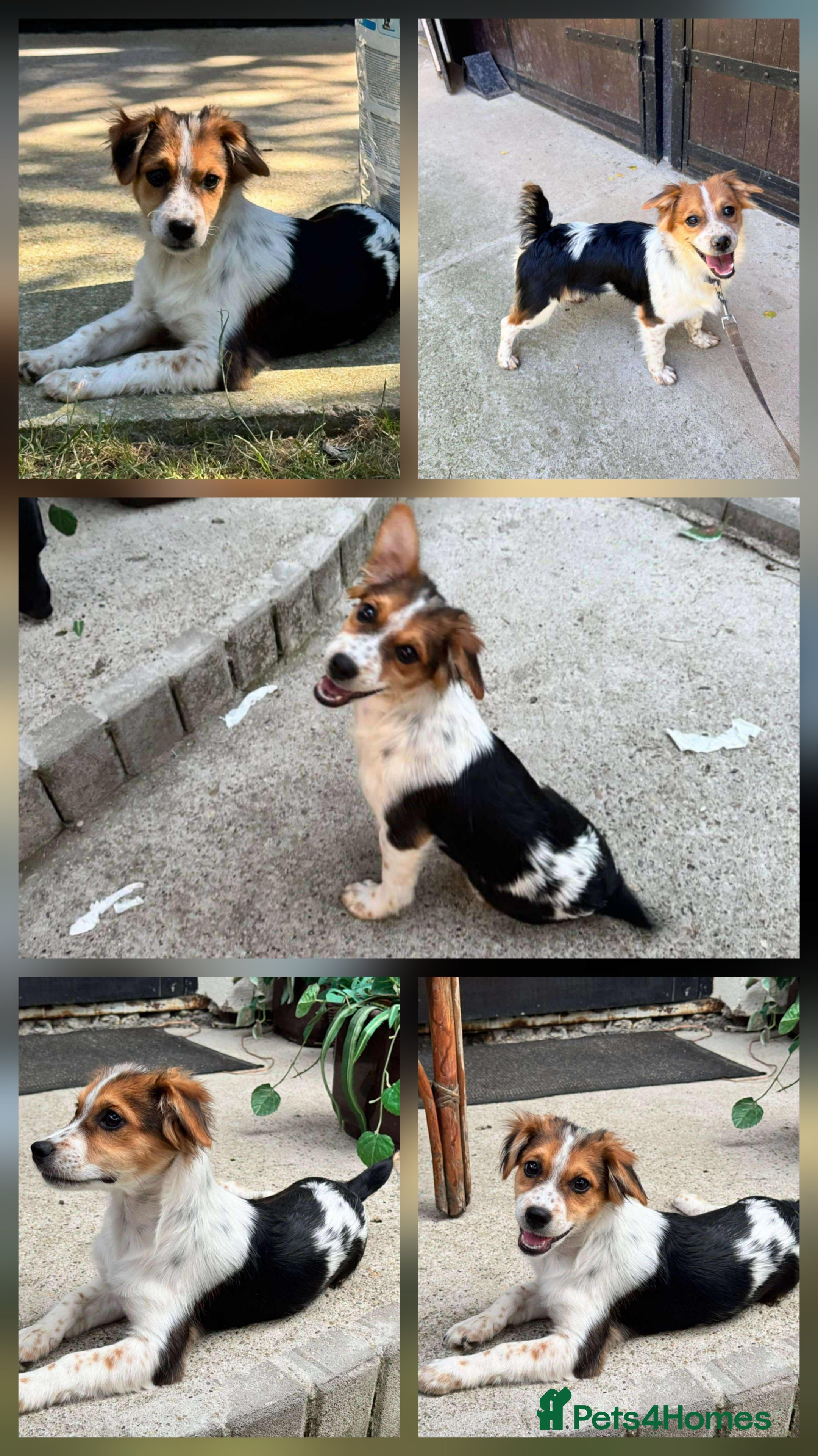 Mixed Breed dogs PEGI, SARA & MIA - Advert 13