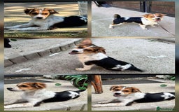 Mixed Breed dogs for adoption: PEGI, SARA & MIA - Image 1