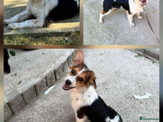 Mixed Breed dogs PEGI, SARA & MIA - Advert 14