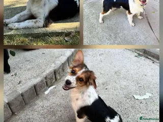 Mixed Breed dogs PEGI! - Advert 6