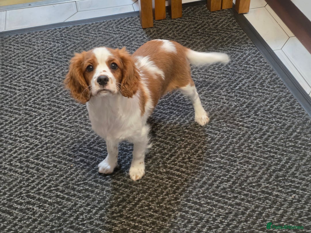 Cavalier King Charles Spaniel dogs for sale: KC Reg Cavalier King Charles pups Fully Vaccinated - Advert 4