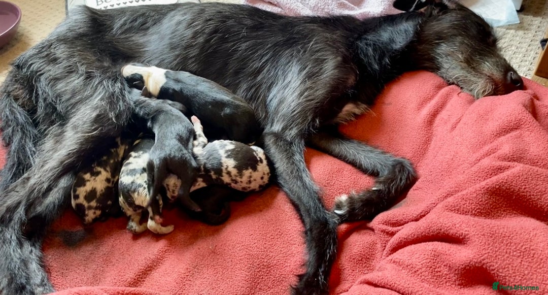 Whippet dogs for sale: Whippet/bedlington + whippet/collie - Image 8