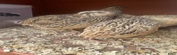 Quail poultry for sale: Female Japanese coturnix quail laying hens - Advert 2
