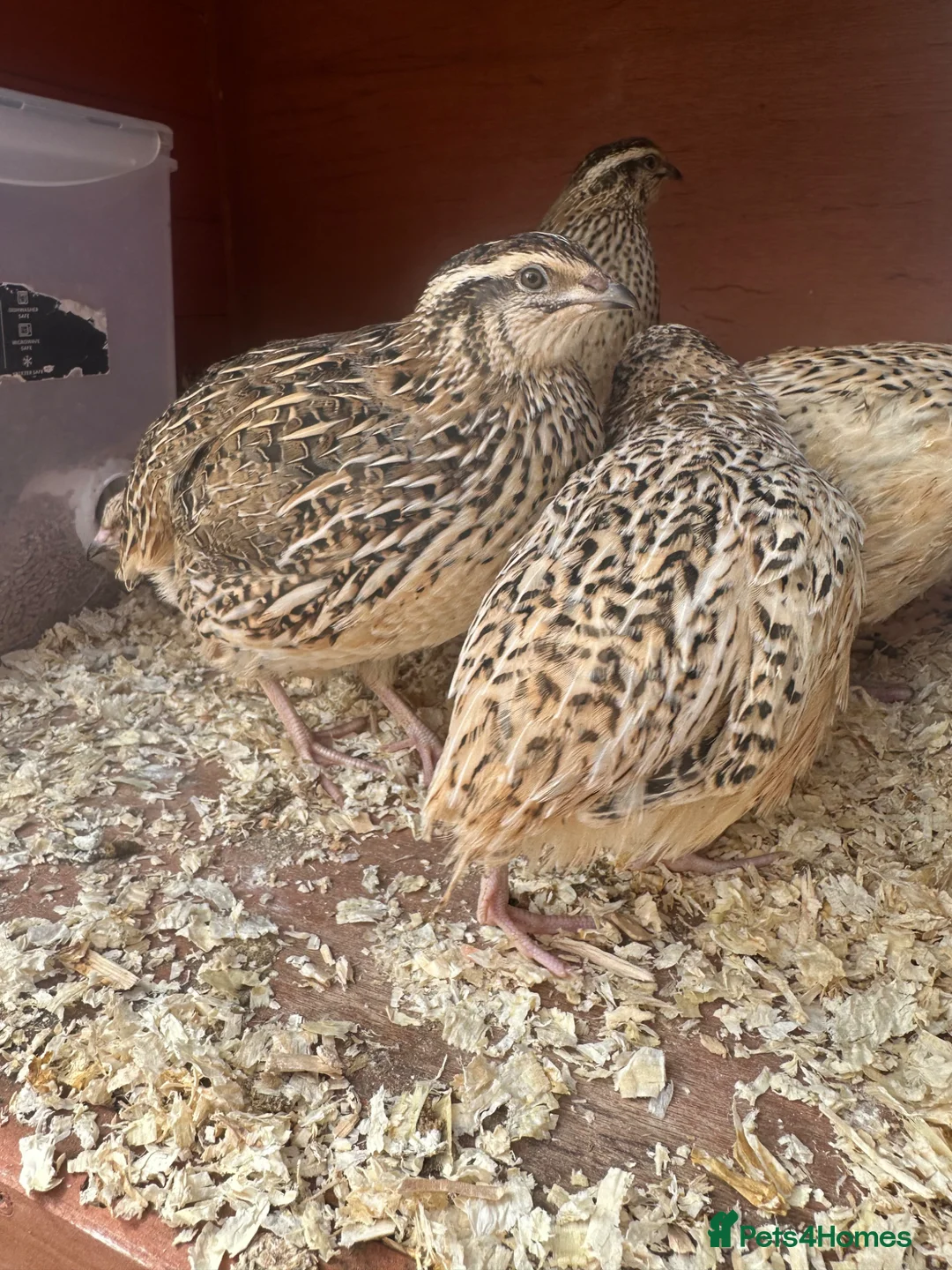 Quail poultry for sale: Female Japanese coturnix quail laying hens - Advert 2