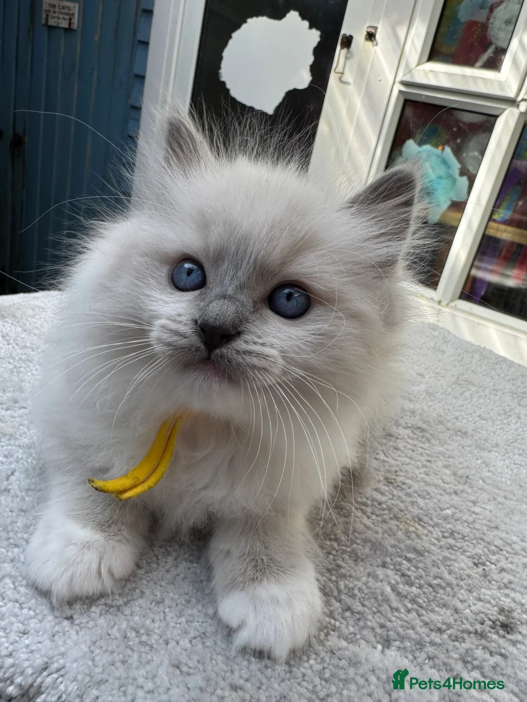 Ragdoll cats for sale: 🏆Gccf stunning ragdoll kittens (GRCH PARENTS 🥇) - Advert 1