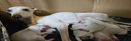 Italian Greyhound dogs for sale: 🤍 KC Registered Italian Greyhound Puppies 🤍 - Advert 3