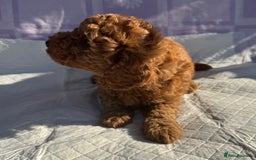 Cockapoo dogs for sale: Gorgeous Cockerpoo F1b - Image 26