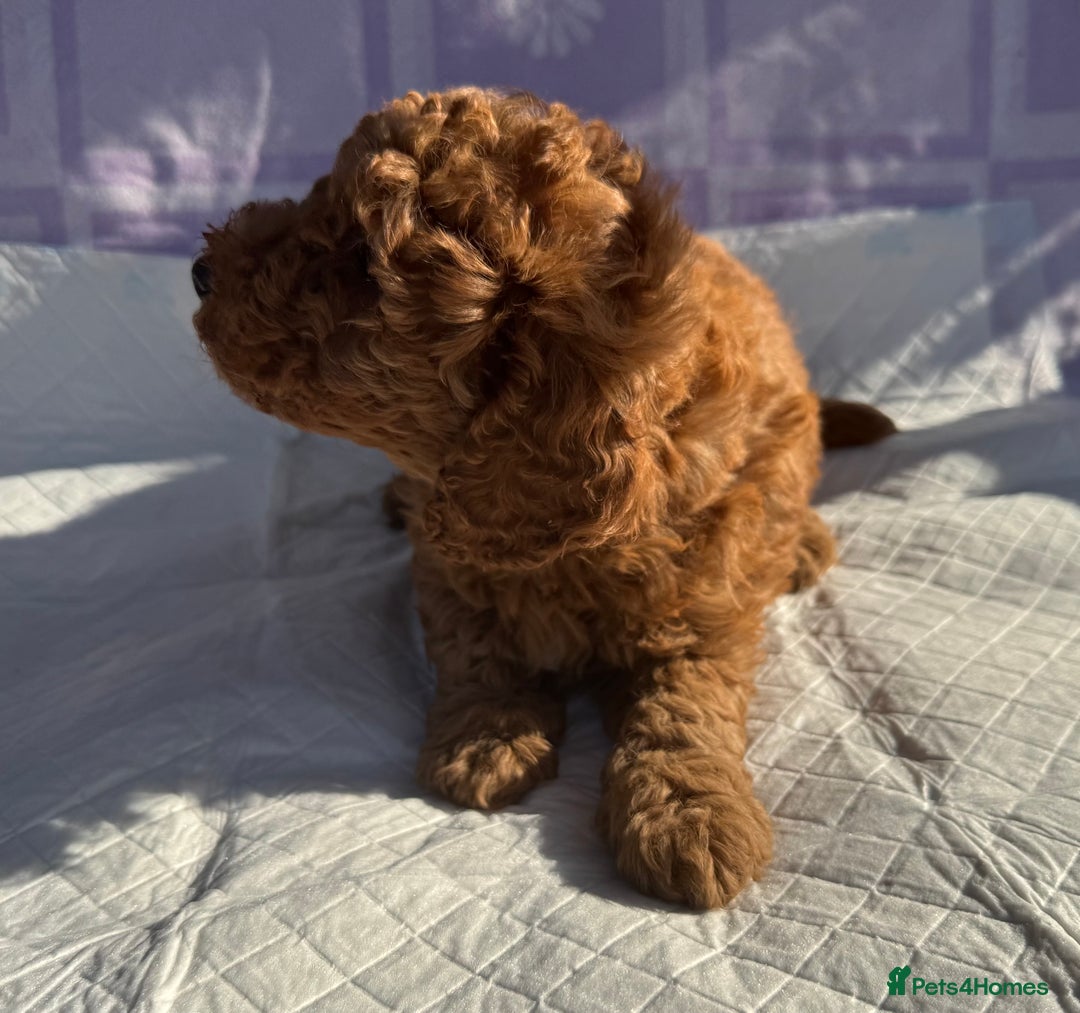 Cockapoo dogs for sale: Gorgeous Cockerpoo F1b - Image 26