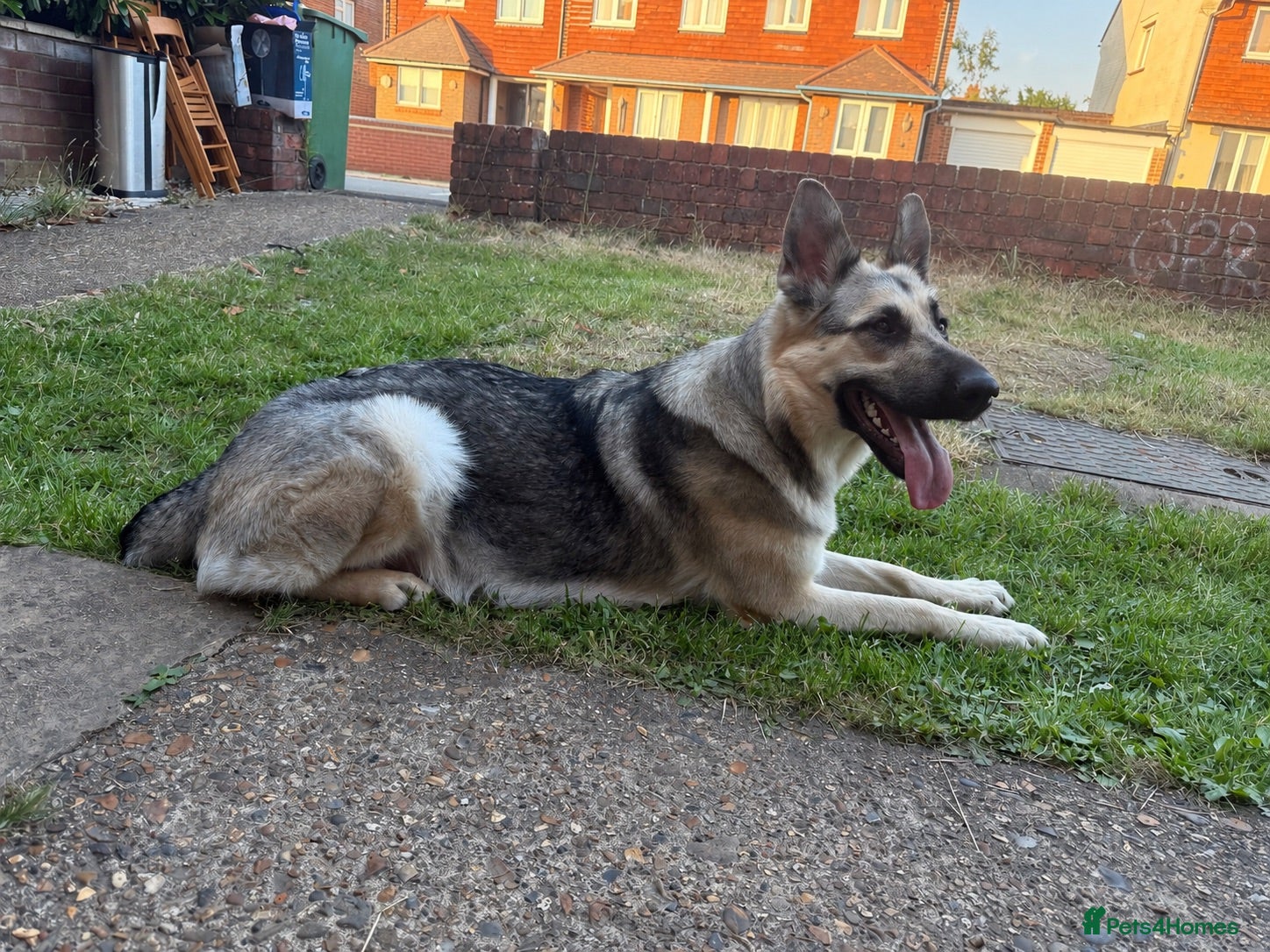 Mixed Breed dogs German shepherd x American bully puppy’s  - Advert 2