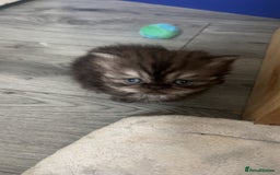 Persian cats for sale: Litter of beautiful Persian kittens   - Image 6