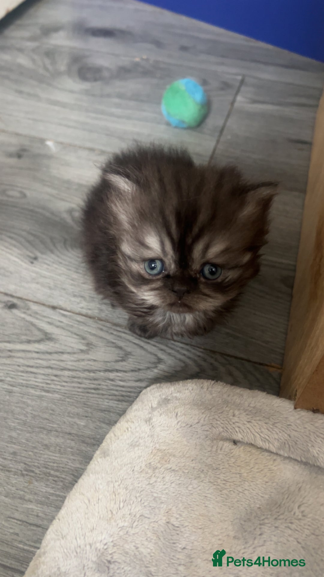 Persian cats for sale: Litter of beautiful Persian kittens   - Image 6