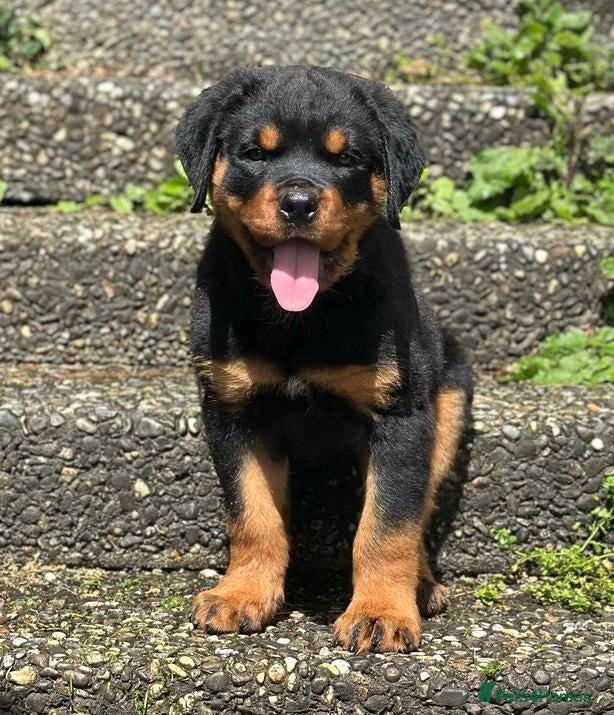 Rottweiler dogs Stunning chunky Rottweiler puppies - Advert 6