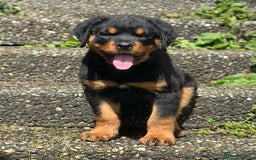 Rottweiler dogs for sale: Stunning chunky Rottweiler puppies - Image 9