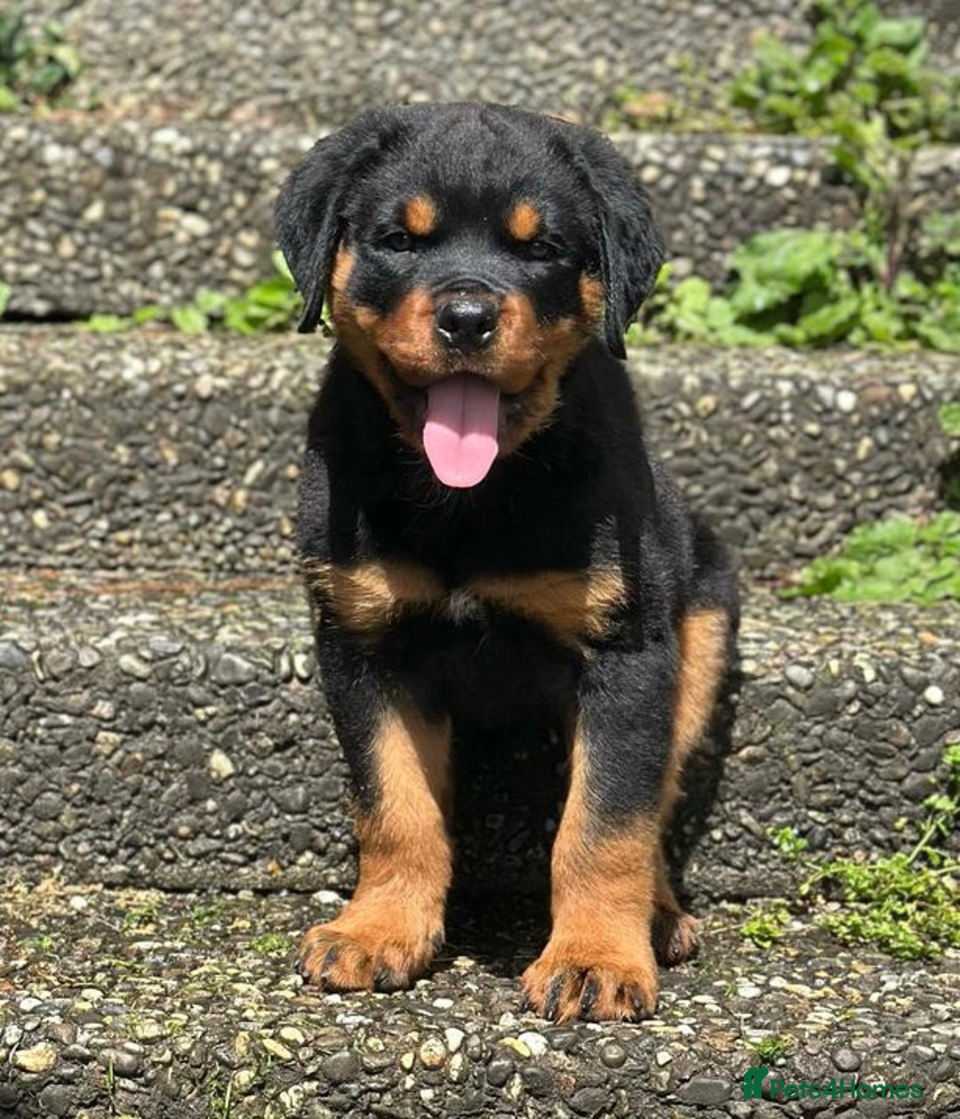 Rottweiler dogs for sale: Stunning chunky Rottweiler puppies - Image 9