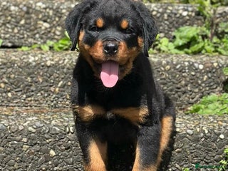 Rottweiler dogs Stunning chunky Rottweiler puppies - Advert 5