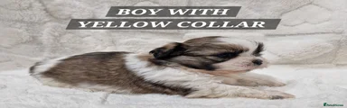 Shih Tzu Puppy 4