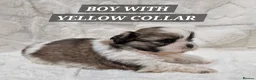 Shih Tzu dogs for sale: Shih Tzu Puppies – 5 Available | 7 Weeks Old 🐶 in London - Advert 5