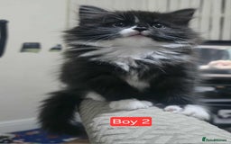 Mixed Breed cats for sale: Lovely Persian mix kittens - Image 18