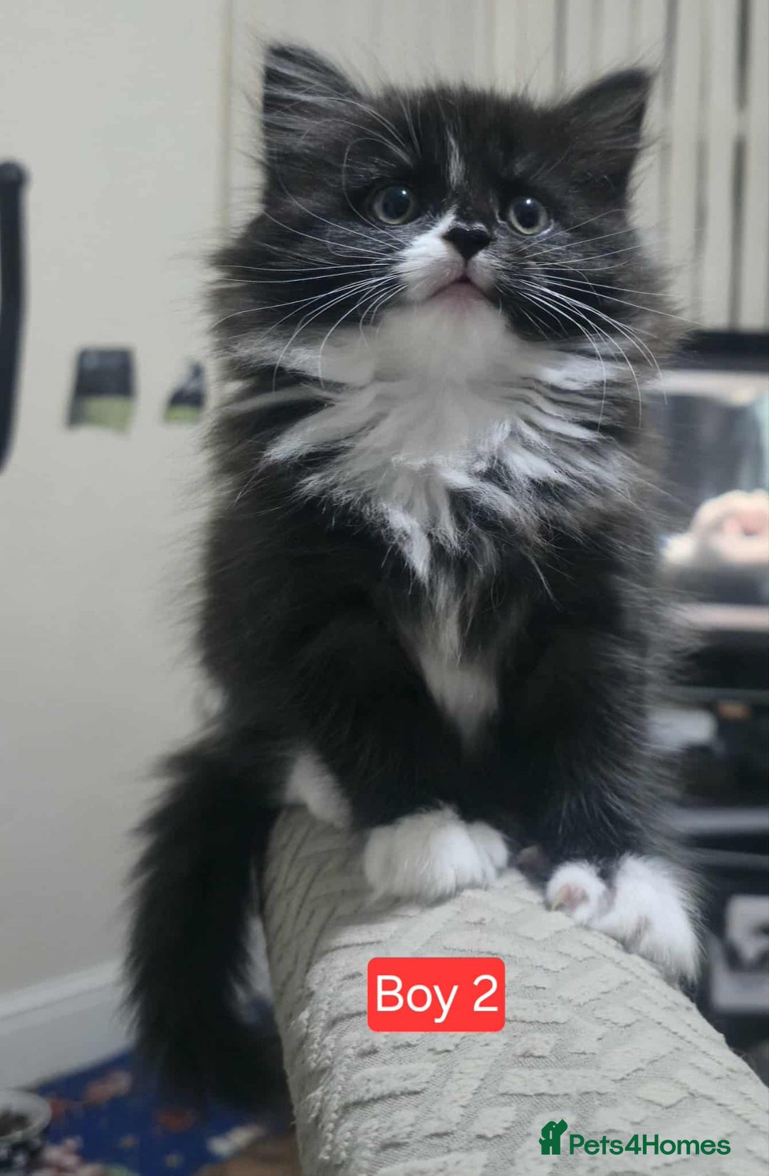 Mixed Breed cats for sale: Lovely Persian mix kittens - Image 18