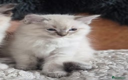 Ragdoll cats for sale: Quality Ragdoll Kittens - Image 20
