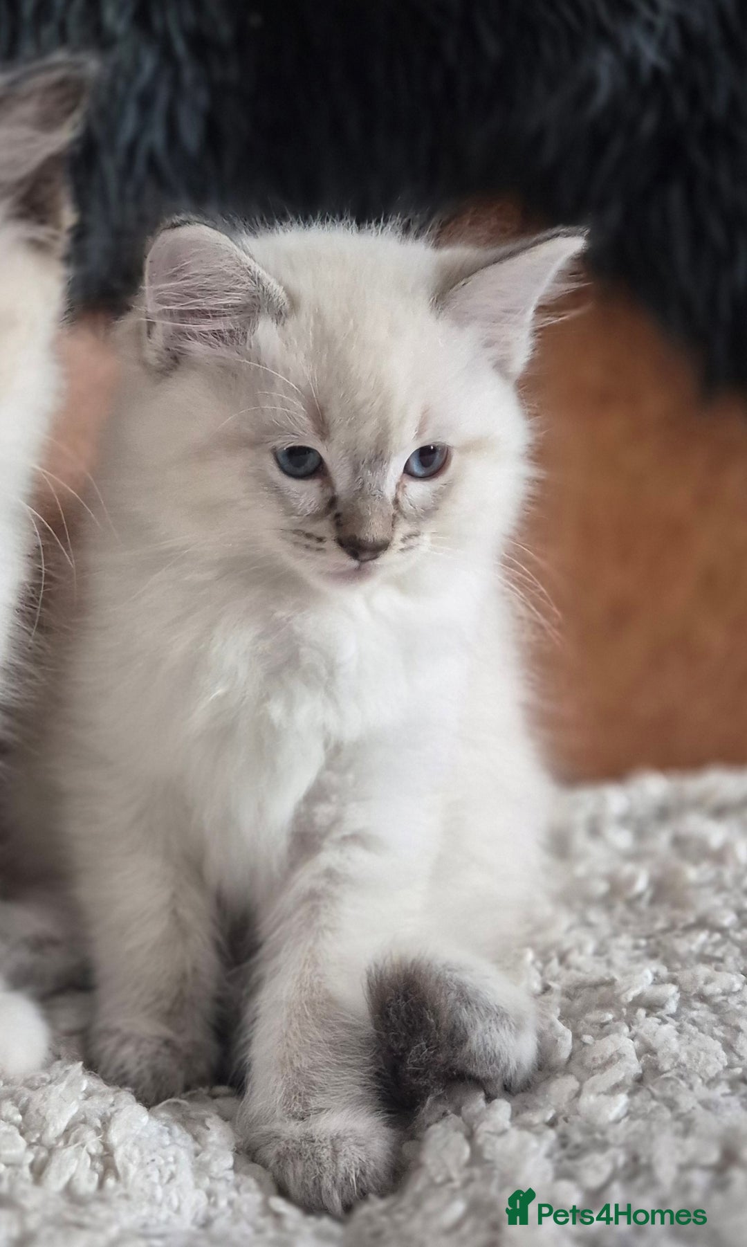 Ragdoll cats for sale: Quality Ragdoll Kittens - Image 20
