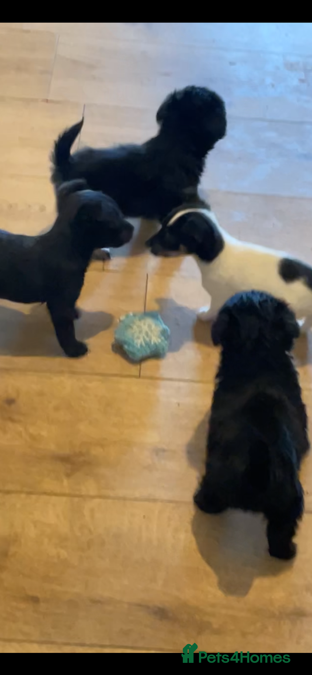 Jackapoo dogs for sale: Jackapoo puppies ready to leave - Advert 11