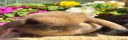 Mini Lop rabbits for sale: Gorgeous mini lop babies ready October - Advert 21