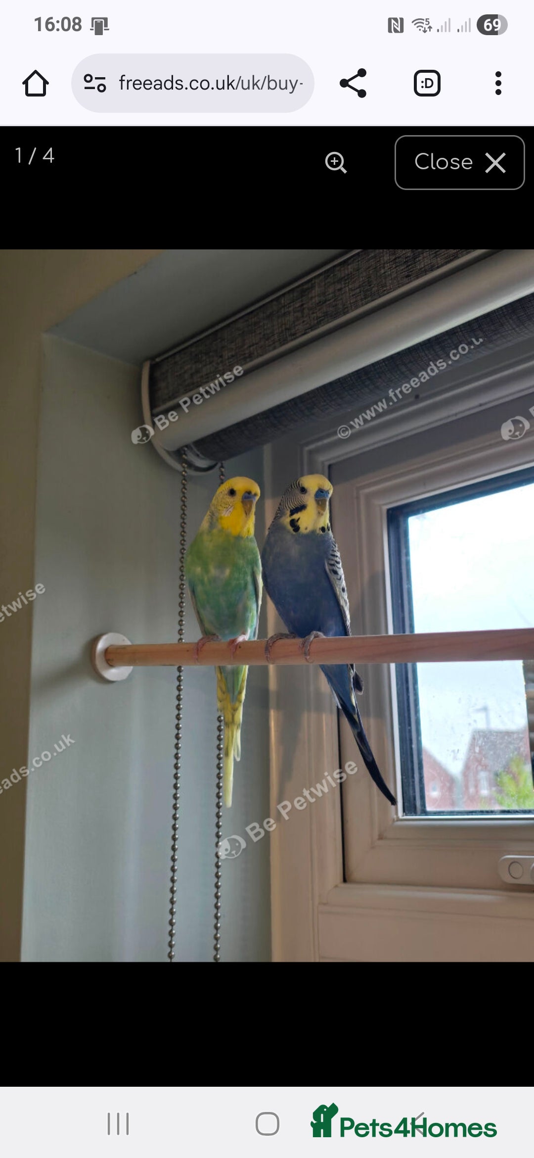 Budgerigars birds 2 x male budgies  - Advert 1