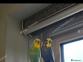 Budgerigars birds 2 x male budgies - Advert 1