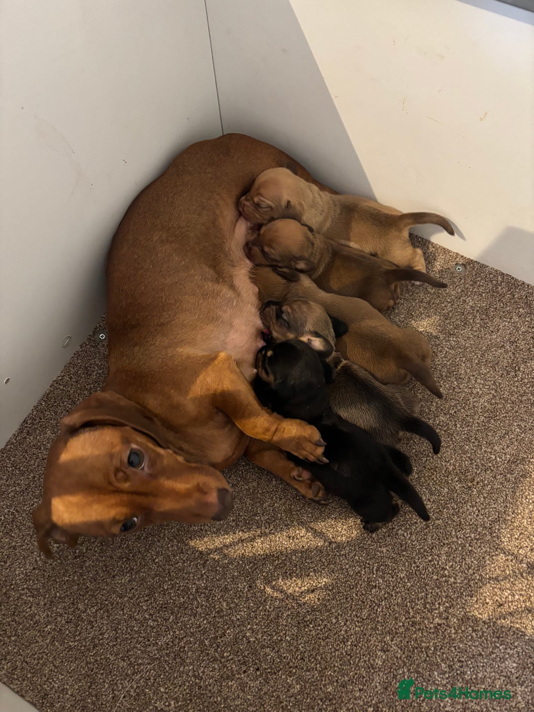 Miniature Dachshund dogs for sale: Litter of 5 Beautiful Dachshund Pups *2 LEFT - Image 8