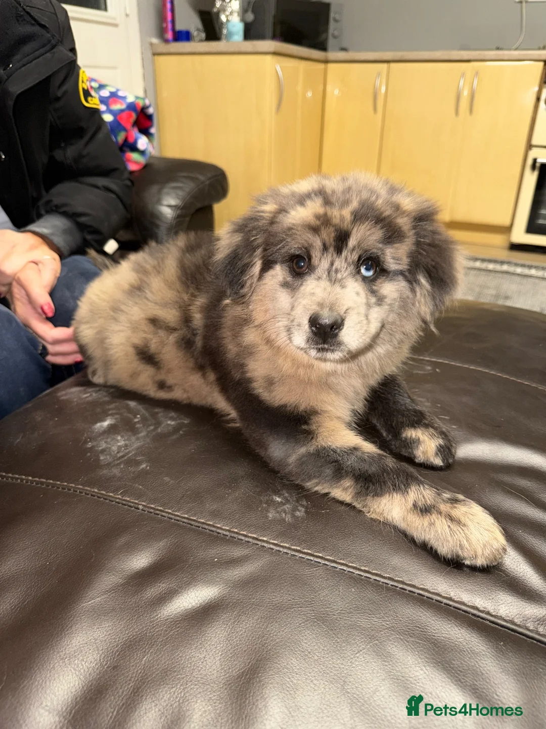 Mixed Breed dogs for sale: Chowski puppies for sale  in Bridgend - Advert 2