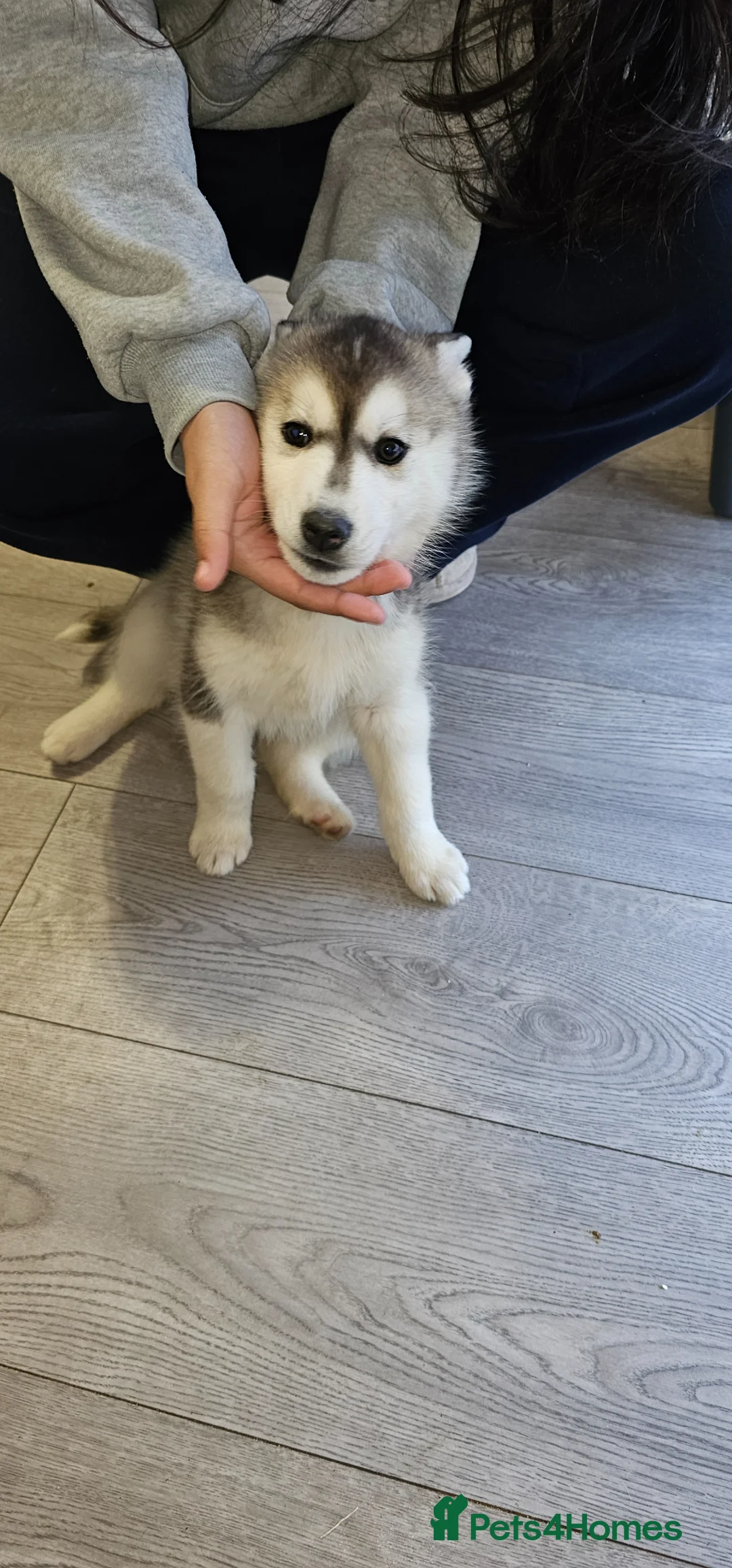 Siberian Husky dogs for sale: Husky puppies for sale in Dungannon - Advert 2