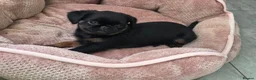 Griffon Bruxellois dogs for sale: Gorgeous griffs - Advert 7