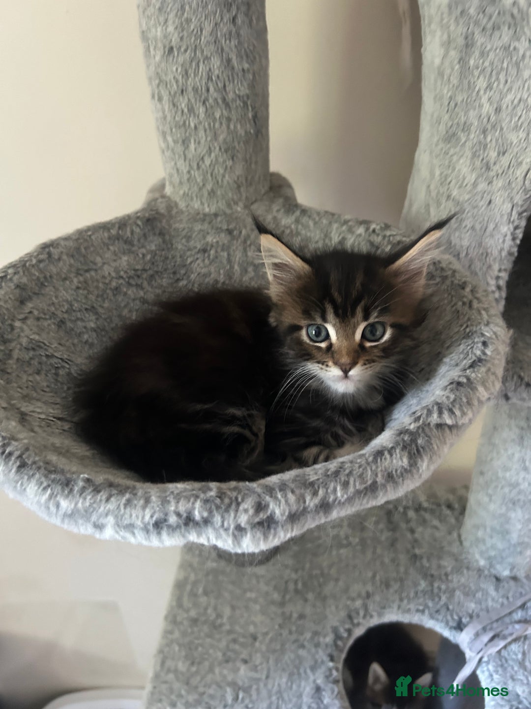 Maine Coon cats for sale: GCCF reg Maine Coon Kittens Stunning Tabby litter - Image 9