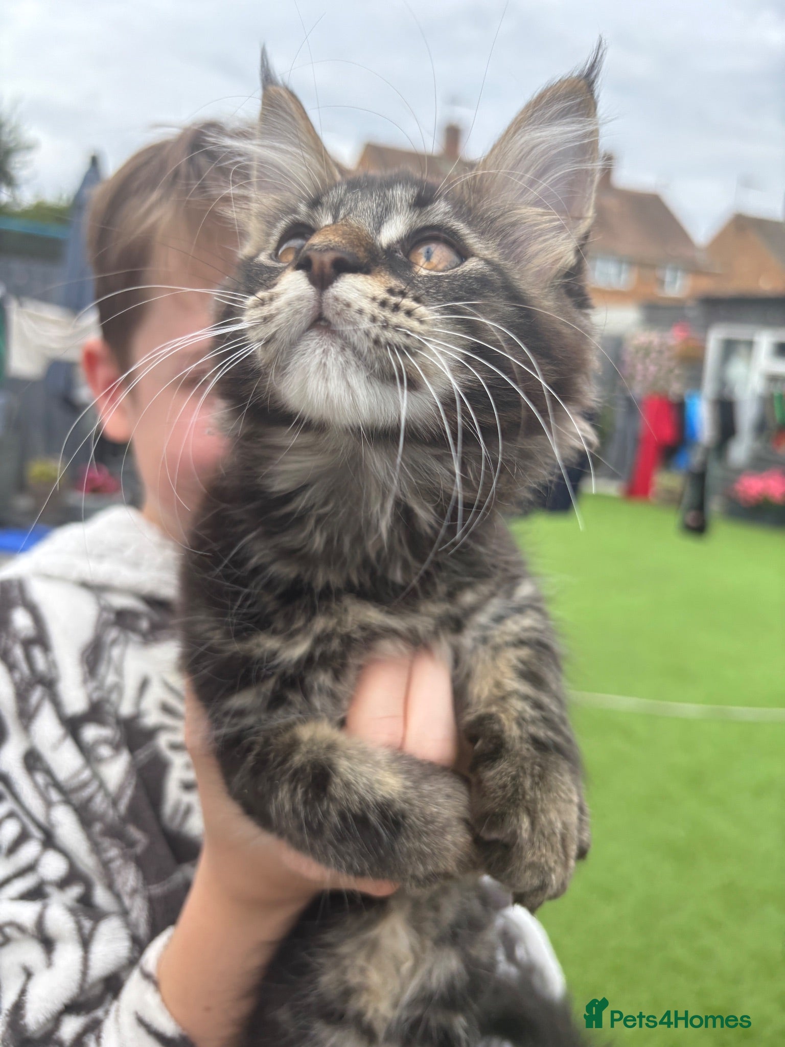 Maine Coon cats 🐾 READY TO LEAVE FULLY VACCINATED  - Advert 10