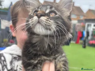 Maine Coon cats 🐾 READY TO LEAVE FULLY VACCINATED - Advert 10