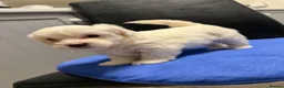Bichon Frise dogs for sale: 🐾 Gorgeous Bichon Frise Puppies – Ready Soon - Advert 11