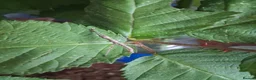 Stick Insects invertebrates for sale: Mixed breeds of stick insects  - Advert 7