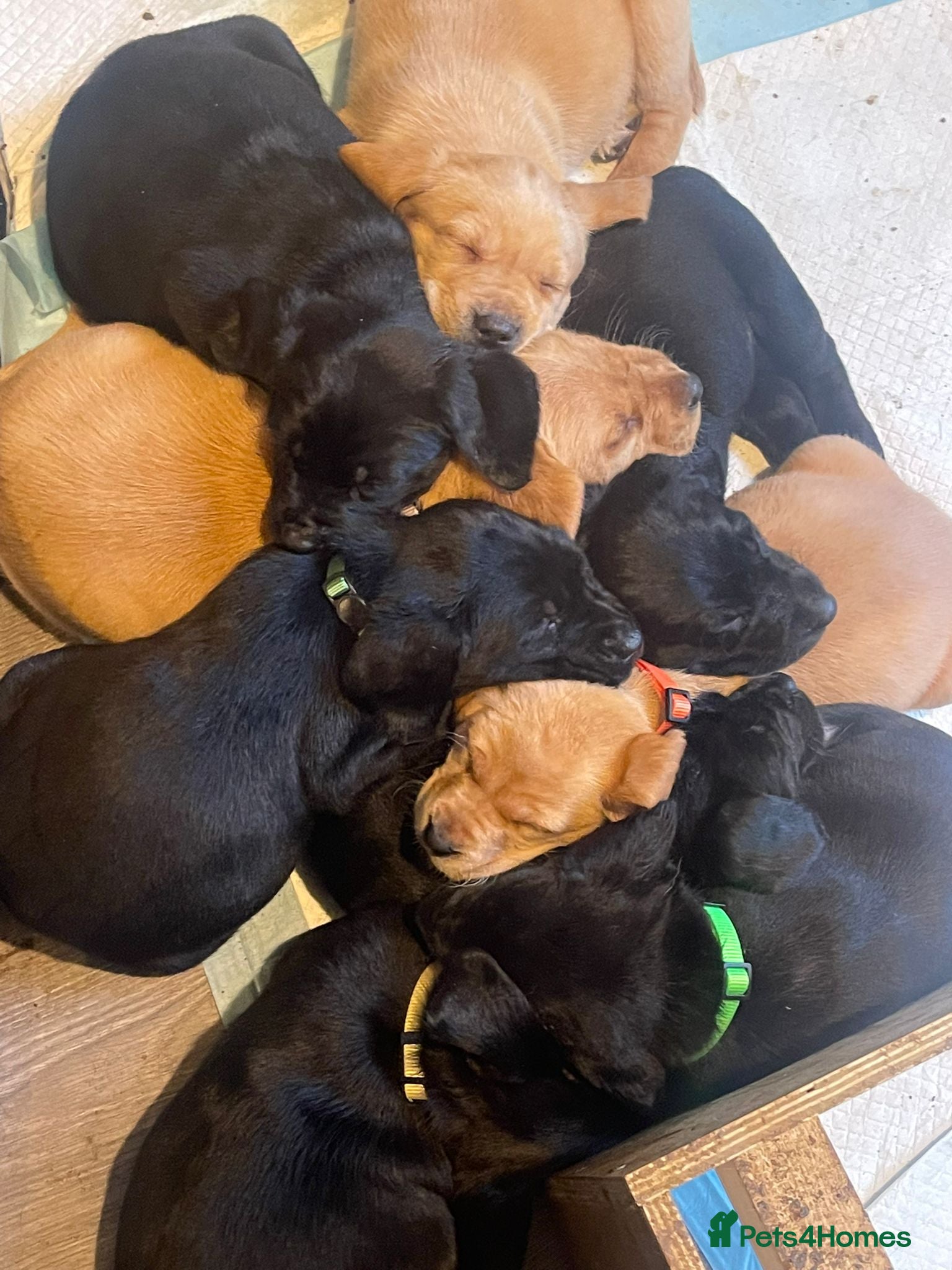 Mixed Breed dogs Labrador x Pointer Puppies *5 LEFT, 4 GIRLS 1 BOY* - Advert 1