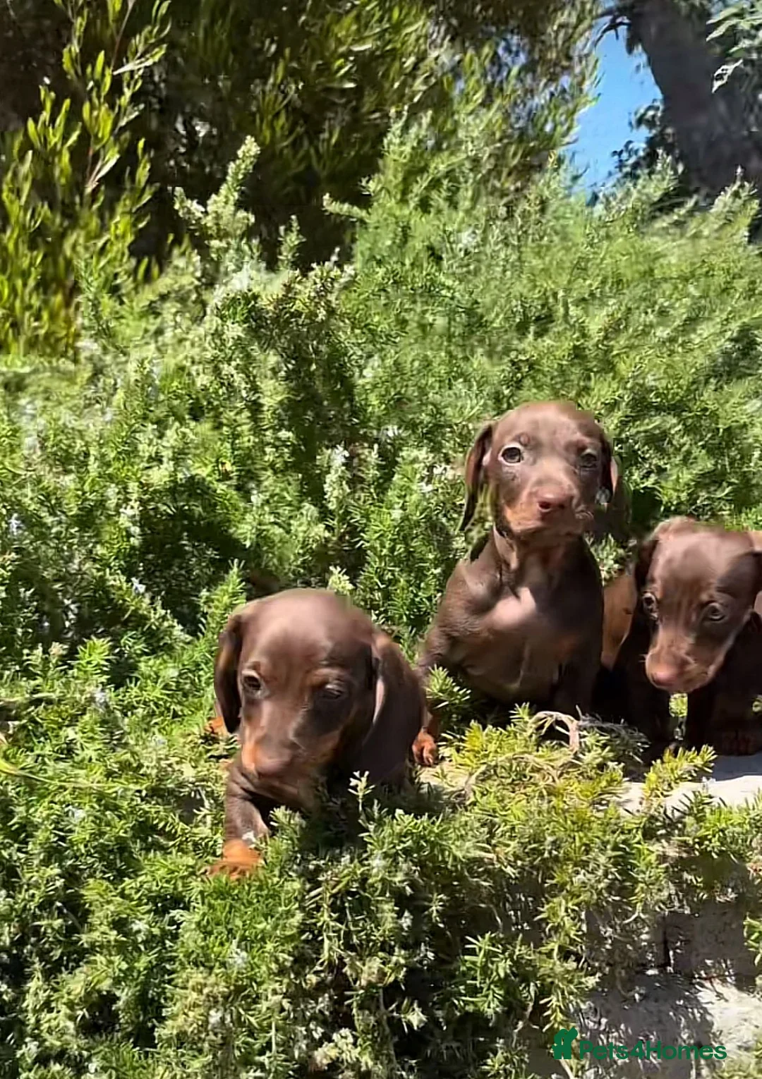 Miniature Dachshund dogs for sale: Beautiful miniature dachshund puppies in Edinburgh - Advert 5