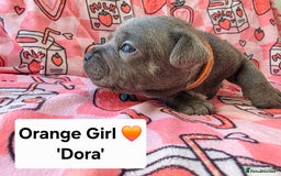 Staffordshire Bull Terrier dogs for sale: Gorgeous Chunky KC Blue Staffy Puppies - Image 11